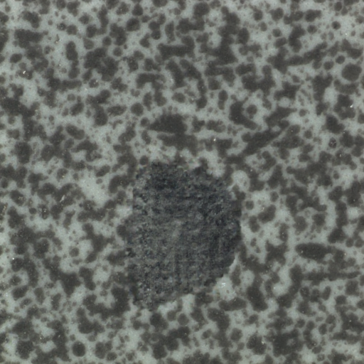 ZELIA generated gray stroke defect surface tile synthetic data image samples